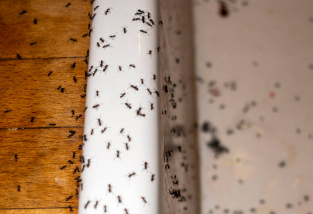 Best Emergency Pest Control  in Panther Valley, NJ