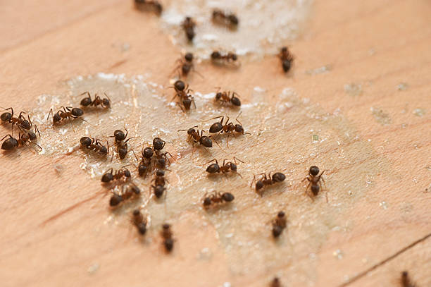 Best Exterminator Services  in Panther Valley, NJ